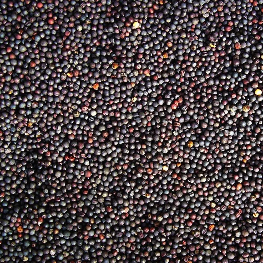 Vakuumuotos dirvuolės sėklos Carp Seeds Agrimony 1kg