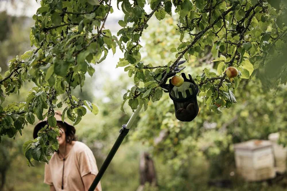 Fiskars Vaisių skintuvas UP80