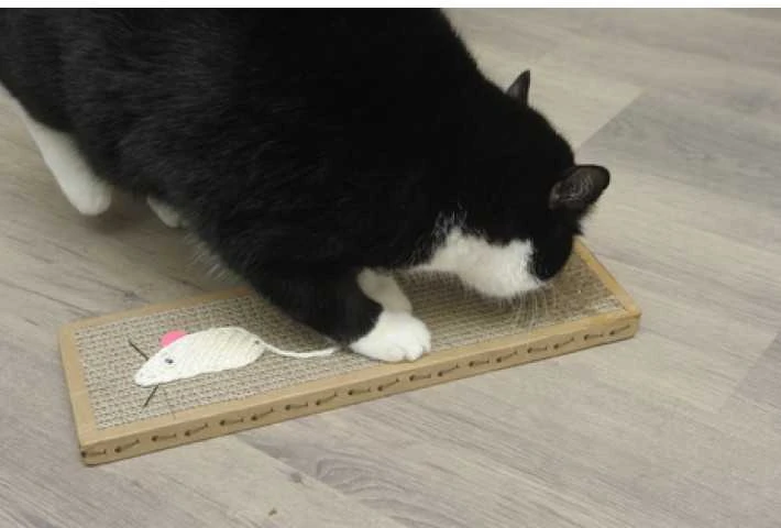 Draskyklė katei Pet Toys, 38 cm x 12.5 cm x 1.8 cm