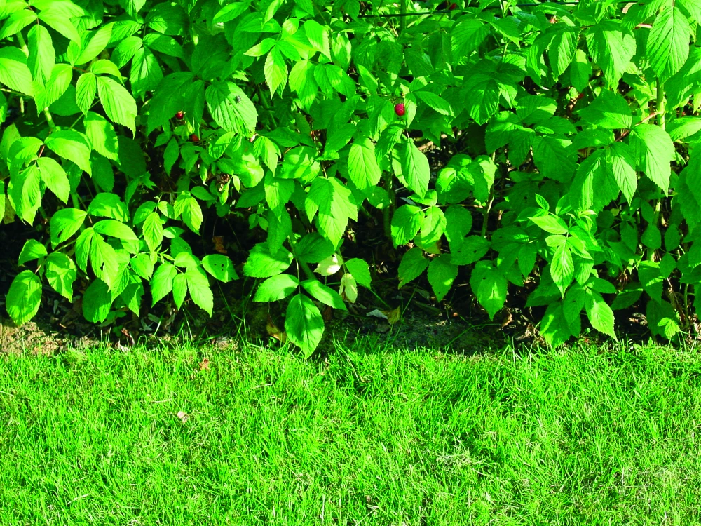 DU PONT Du_Pont BARJERAS ŠAK PLANTEXROOTBARRIER 0.7X5M