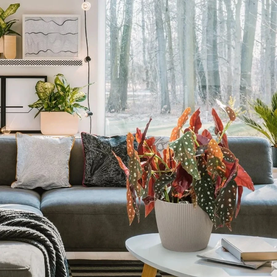 Lamela Gėlių vazonas Magnolija Jumper wood Balta