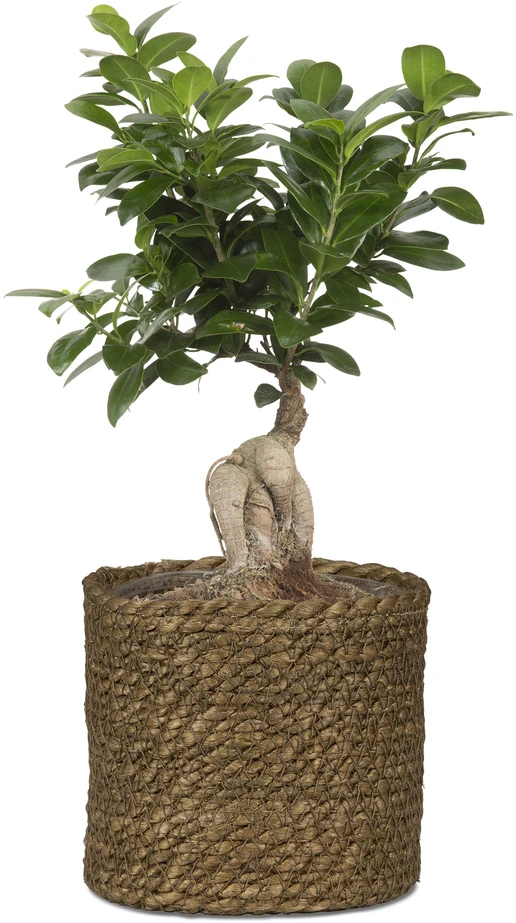Scheurich Pot Seagrass 508/26 ruda D26