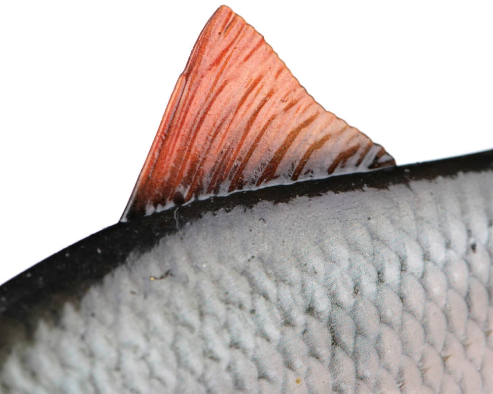 Silikoninis masalas Fox Rage Ultra-Realistic Roach Replicant 10cm/16g