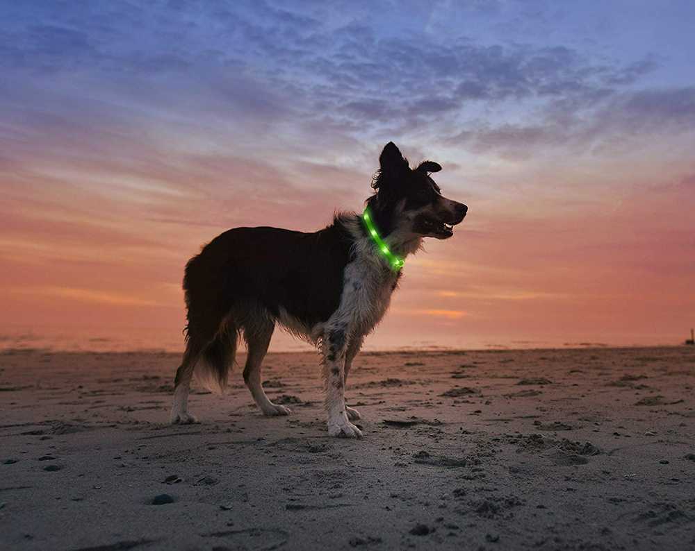 None „Anicoll“ LED Collar šunims ir katėms, žalias