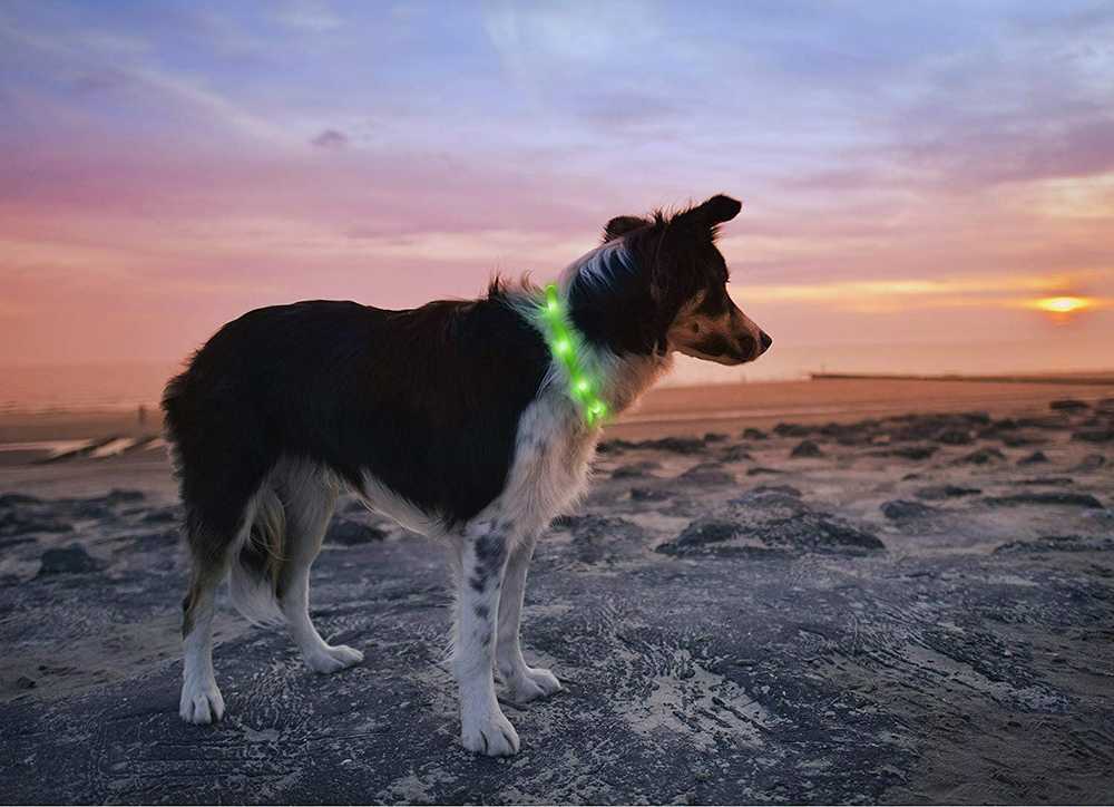 None „Anicoll“ LED Collar šunims ir katėms, žalias