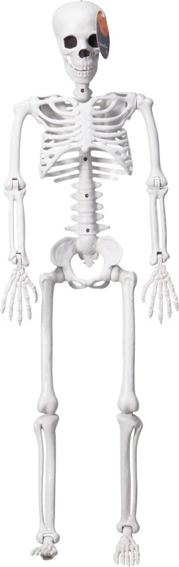 ROSA Nežinomas DEKORACIJA SKELETAS H90CM