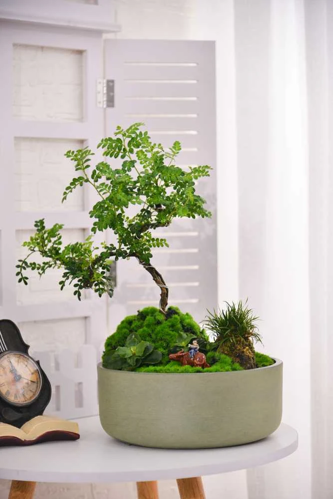 „Greenship“ vazonas SPW M-21GD25 D25CM alyvuogių spalvos