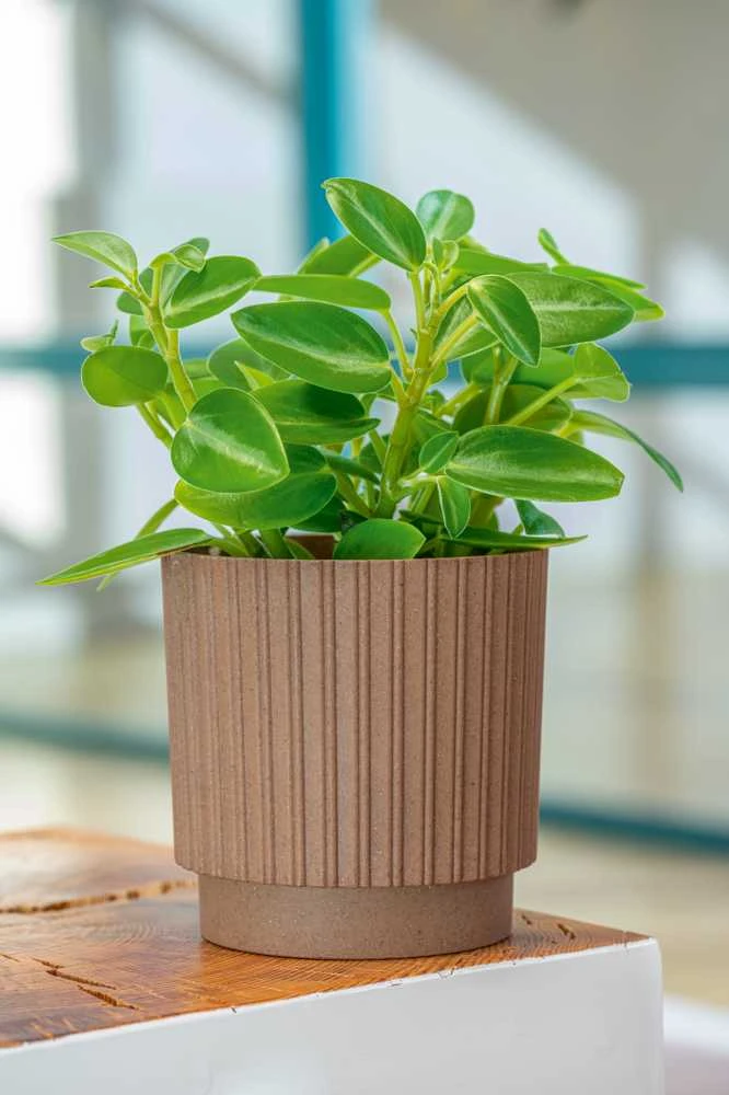 FORM PLASTIC Gėlių vazonas Mika Cyli Ruda 18cm