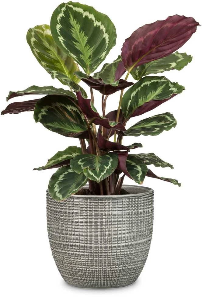 Gėlių vazonas Scheurich 58644, keraminis, pilkos spalvos.