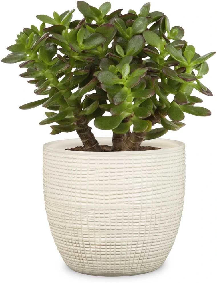 Keramikinis vazonas Scheurich, Ø19 cm