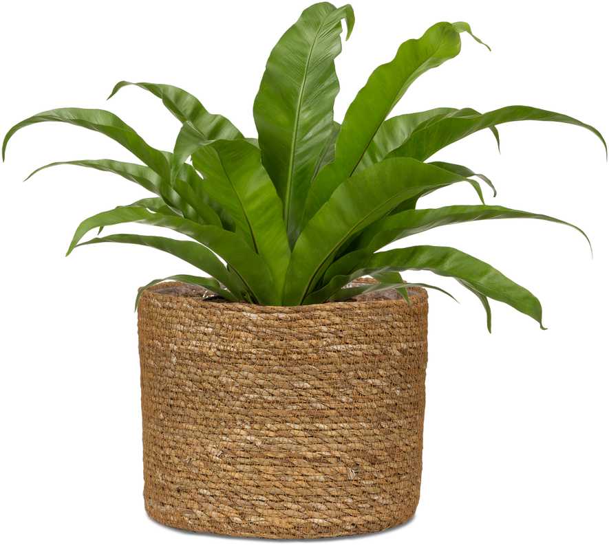 Scheurich Pot Seagrass 508/22 Nut D22