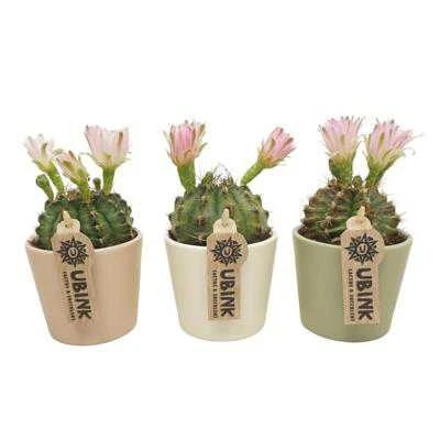 Remmers Silcare OIL GARDEN WOOD EKO CLEAR 5L