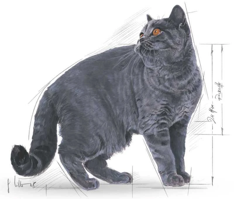 Royal Canin British Shorthair 4kg
