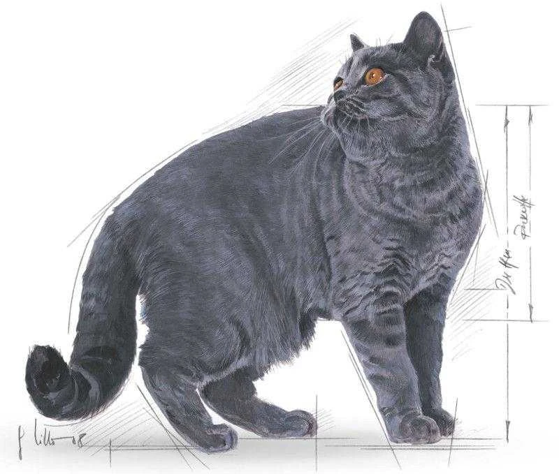 Royal Canin British Shorthair 2kg