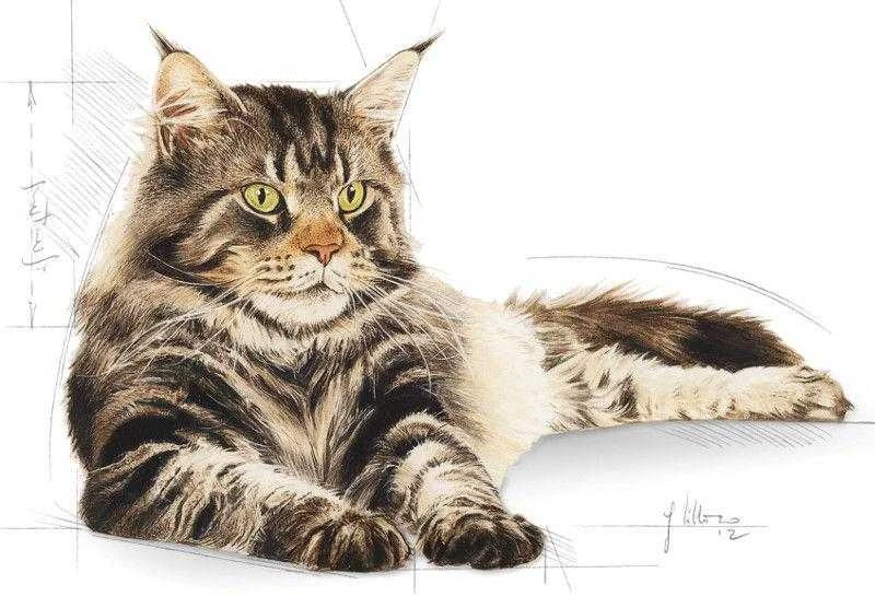 Royal Canin Maine Coon Adult 2kg