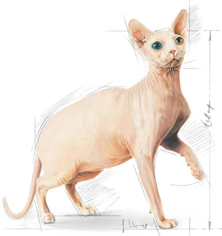 ROYAL CANIN Sphynx 2kg, sfinksų veislės suaugusių kačių sausas pašaras
