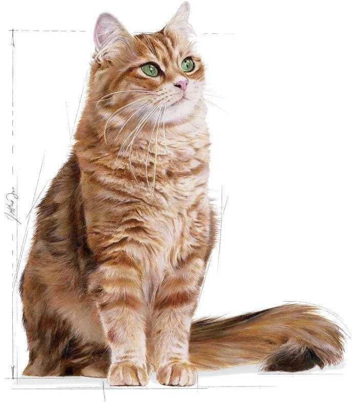 Royal Canin Digestive Care 400g