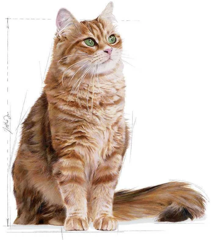 Royal Canin Digestive Care 2kg