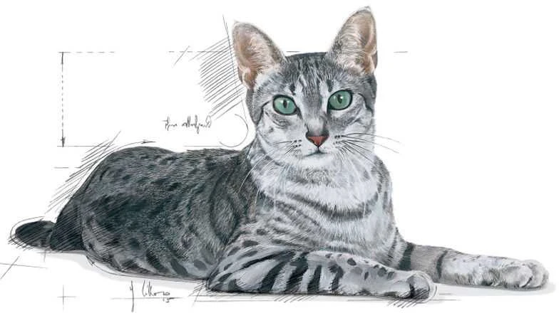 Royal Canin FHN kačių maistas patalpoms (7+) 1,5kg