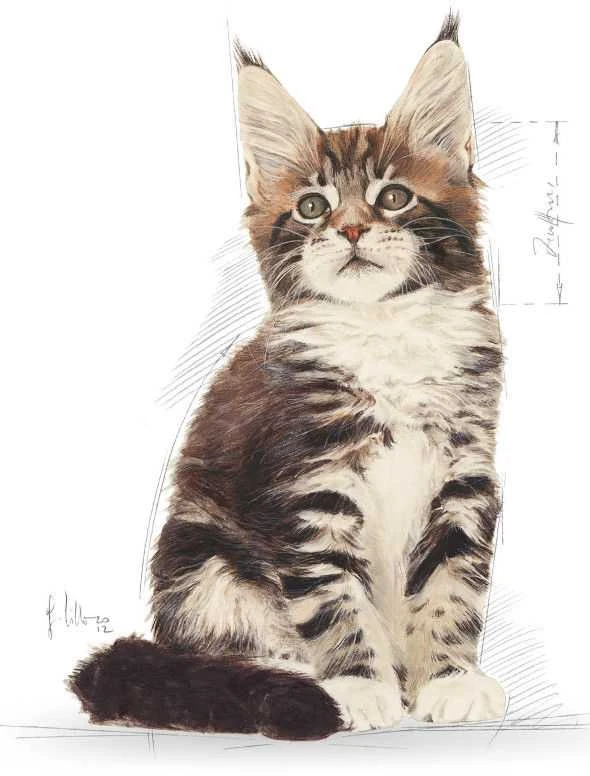 Royal Canin Maine Coon Kitten 2kg