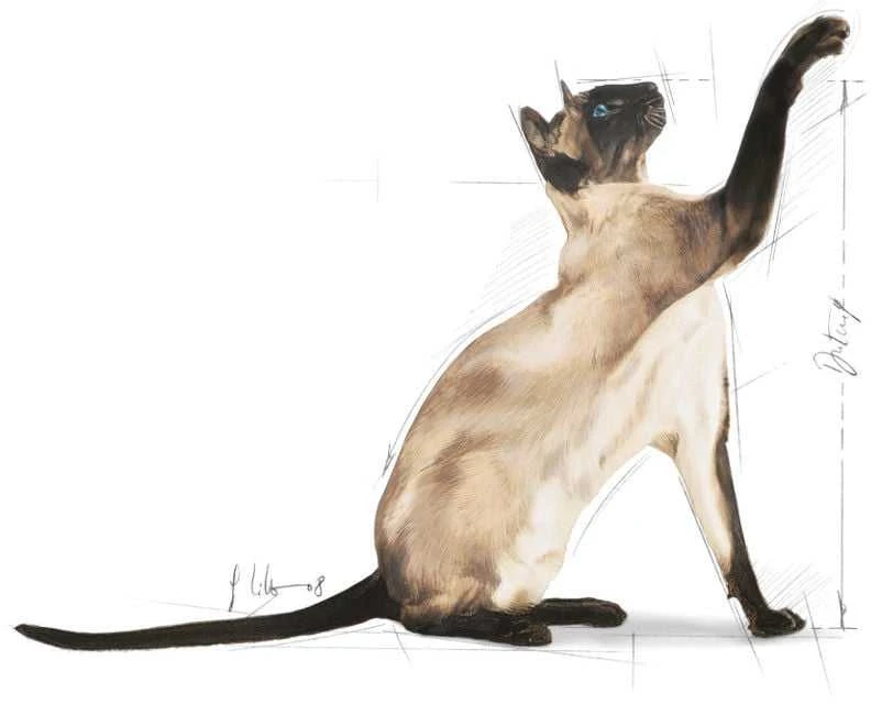 Royal Canin Siamo suaugusiems 2kg