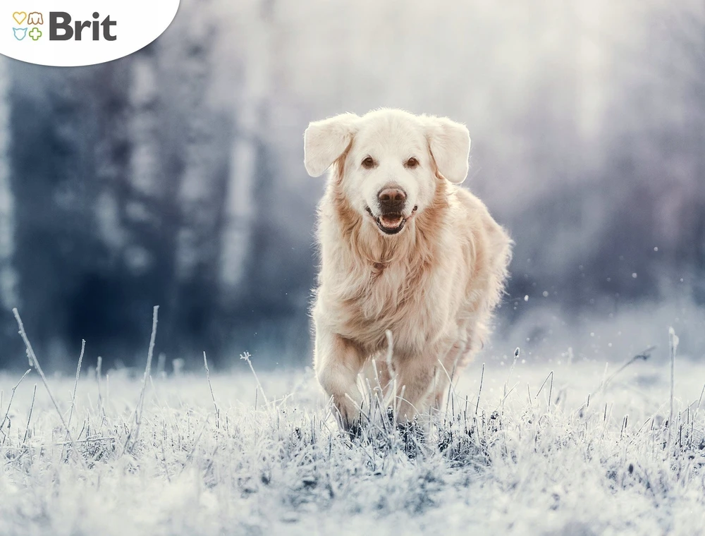 BRIT PREMIUM Dog Adult M 15kg