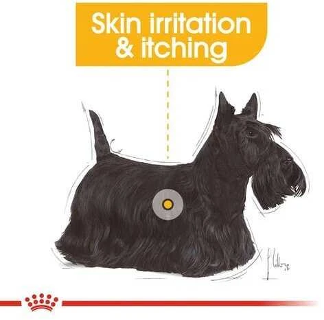 Royal Canin Mini Dermacomfort sausas Maistas šunims, 1kg