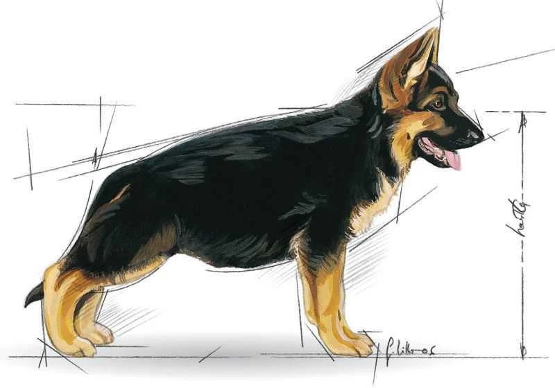 Royal Canin Maxi Junior/Puppy 15kg