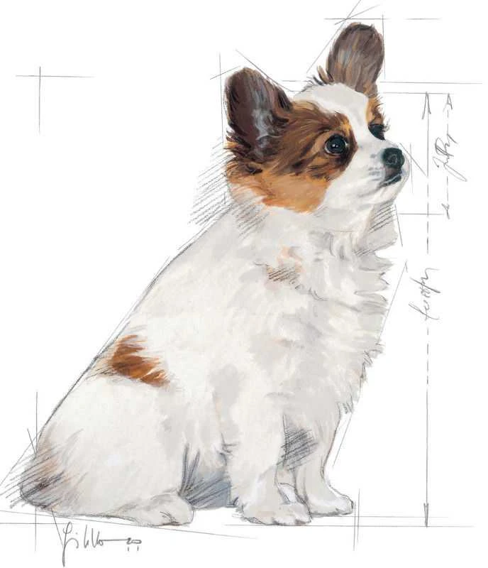 Royal Canin X Small Puppy Sausas maistas šuniukams, 1,5kg