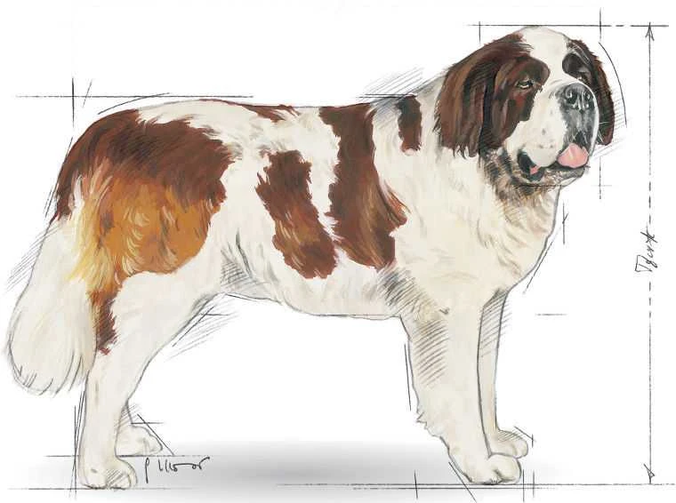 Royal Canin Giant Adult 15kg