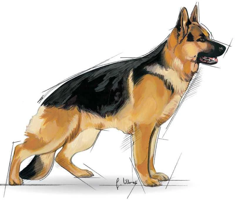 Royal Canin Maxi Adult 15kg