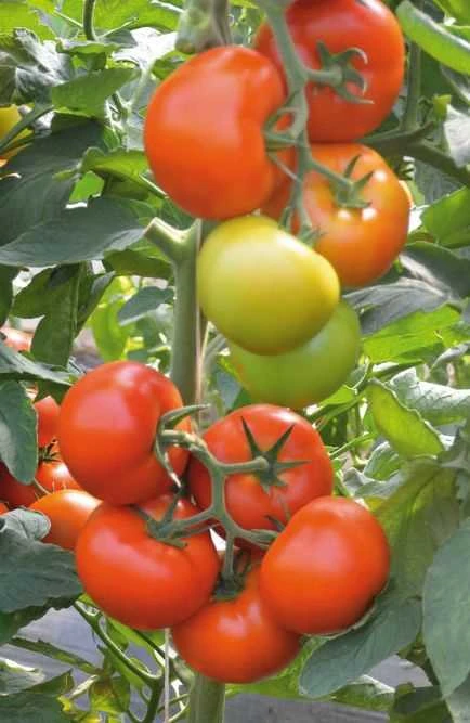 Sėklos "Kurzemes sēklas", pomidorai 'Tomato Marmande', 1 g