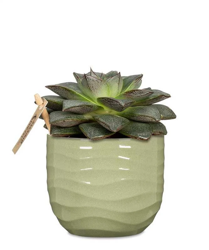SMARTSTORE Daiktadėžė 10890, skaidri, 29.5 x 19.5 x 12 cm