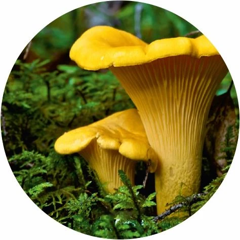 Okko dangtis, įvairių spalvų, 82 mm