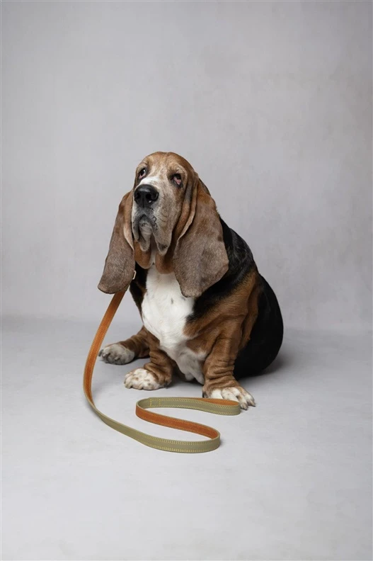 Flamingo DOG LEASH VIRGINIA Žalias 1.3M 20MM