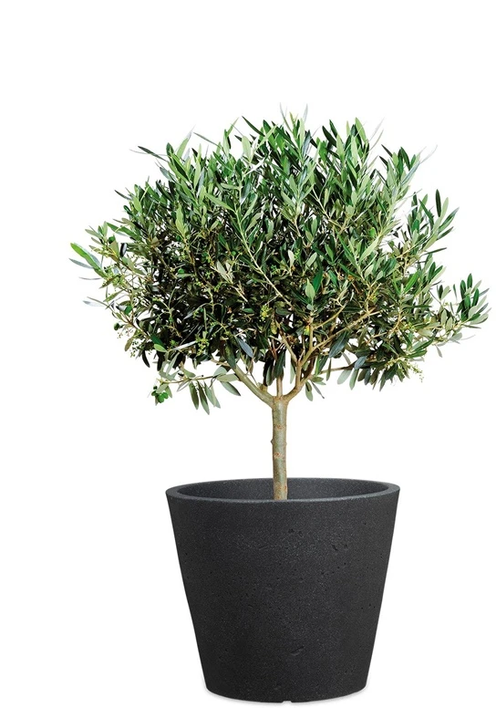 Scheurich Lumarko FLOWERPOT PLASTIC 238/49 STONY Juodas D49