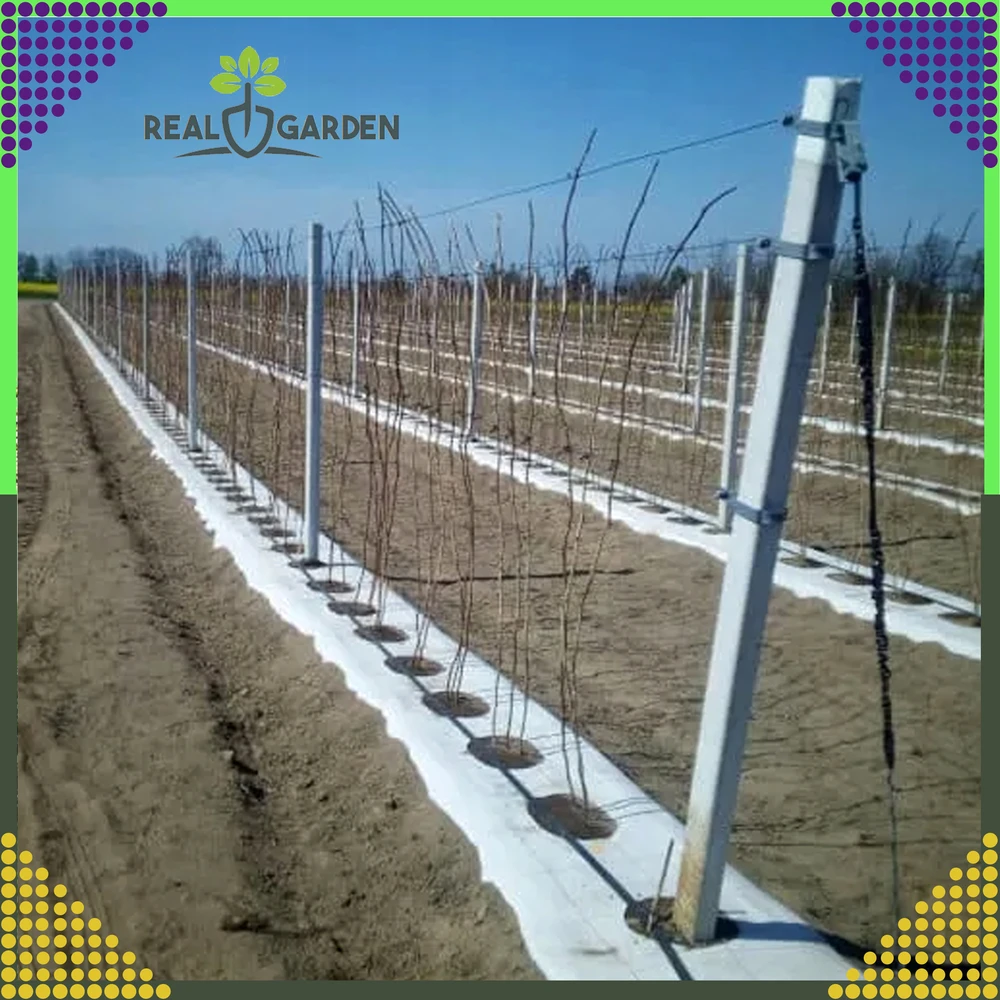 Agrowłóknina Agrotekstilė 70 g 1,6 x 100 m balta UV agrotekstilės kilimėlis nuo piktžolių + inkarai