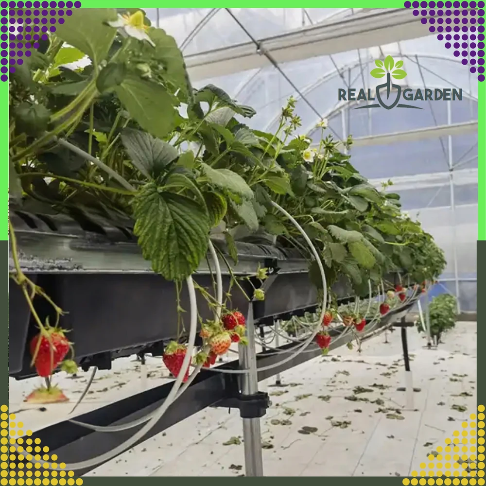 Agrowłóknina Agrotekstilė 70 g 1,6 x 100 m balta UV agrotekstilės kilimėlis nuo piktžolių + inkarai