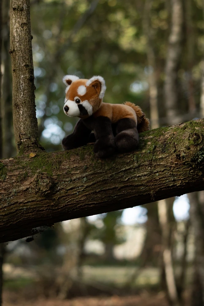 Animigos - Gamtos pasaulis Raudonoji panda (38474)