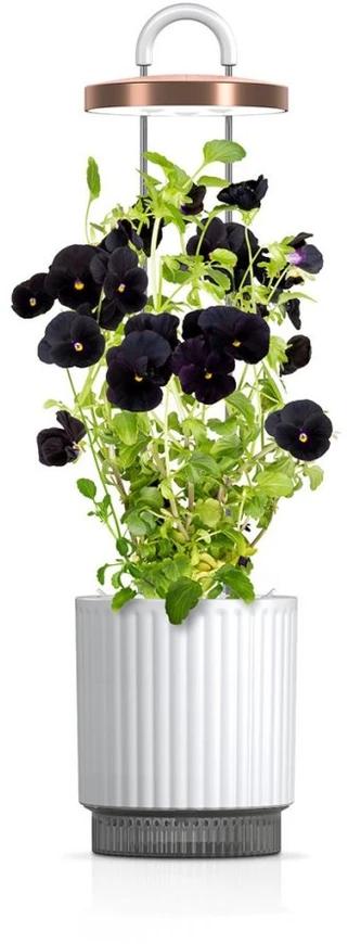 „Click Grow“ „Click and Grow“ – „HydroVase“ – balta