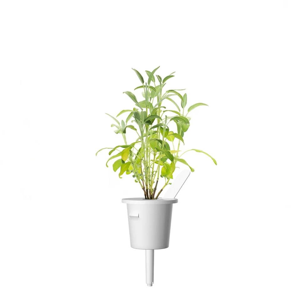 Click and Grow 3 vnt. papildymas - šalavijų sėklos
