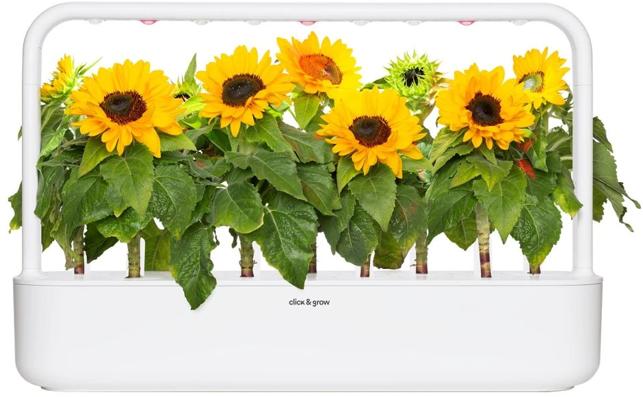 Click Grow „Click and Grow“ – išmaniojo sodo papildymas, 3 vnt. pakuotė – mini saulėgrąžos, 100 % be žiedadulkių ir lengvai auginamos – mini – geltonos