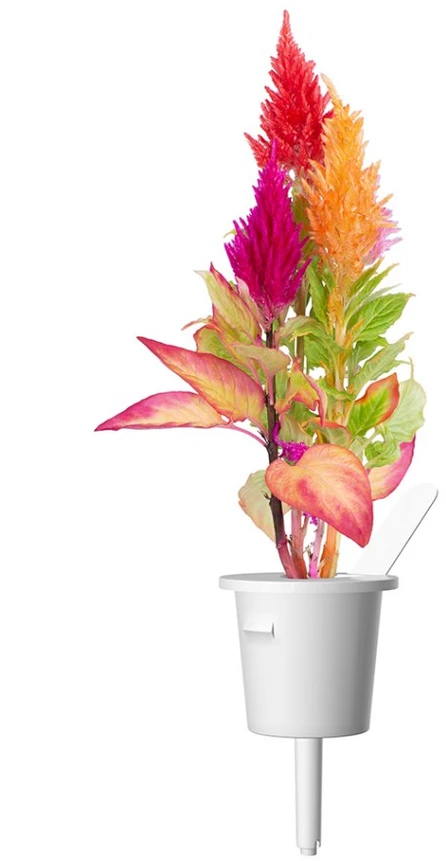Click Grow „Click and Grow“ – išmaniojo sodo papildymo rinkinys, 3 vnt. skiauterės formos