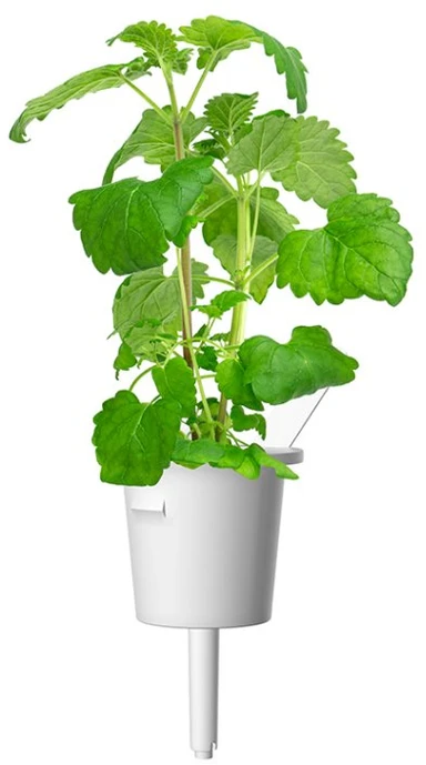 Click Grow „Click and Grow“ – išmaniojo sodo papildymo pakuotė, 3 vnt. – katžolė (SGR29X3)
