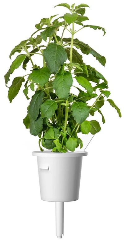 Click & Grow sėklos išmaniajam vazonui - Bazilikas (Holy Basil) 3vnt.