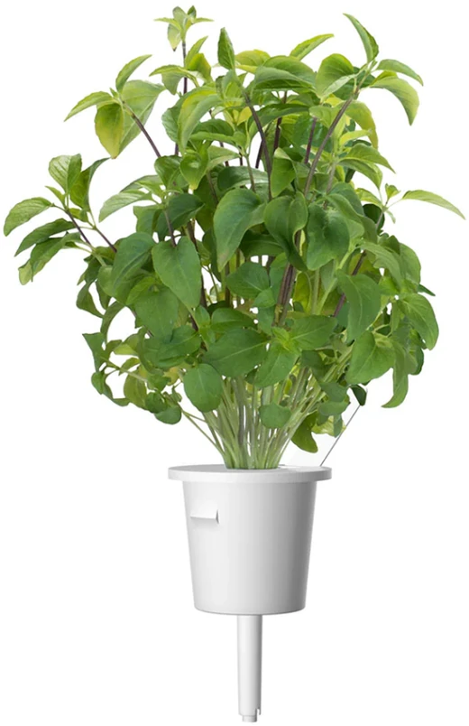 Click Grow „Click and Grow“ – „Smart Garden“ papildymas, 3 vnt. Tailando bazilikų