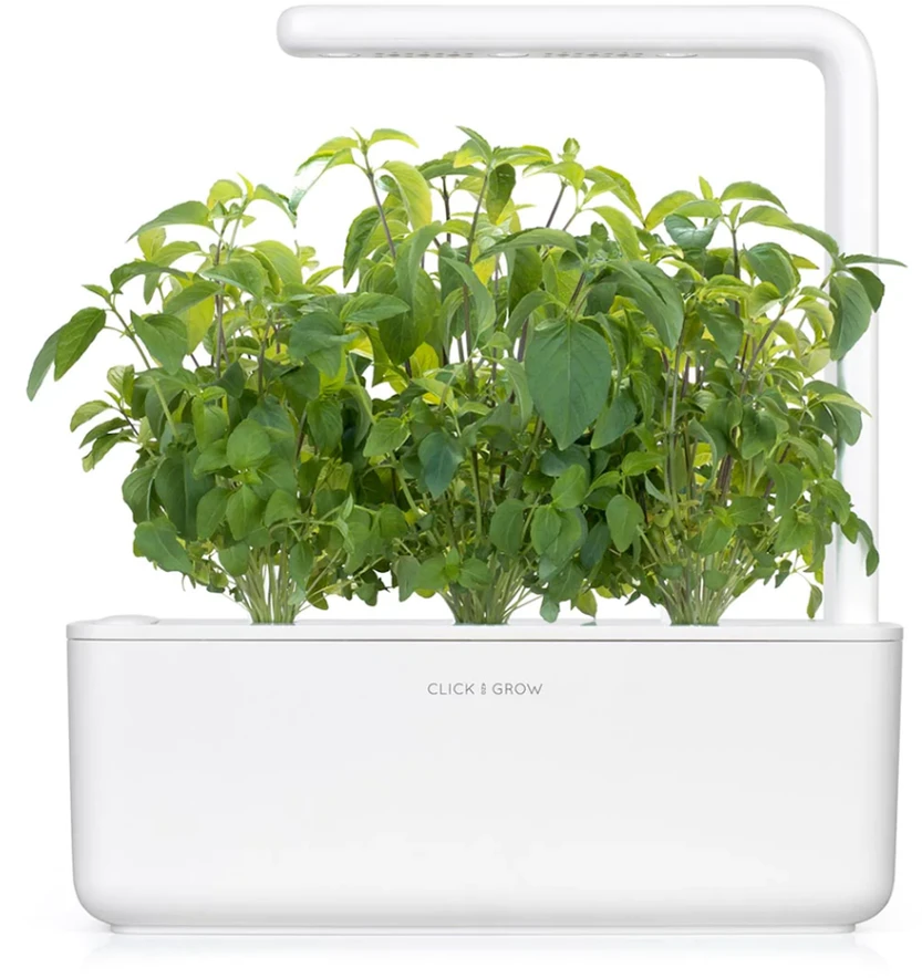Click & Grow sėklos išmaniajam vazonui - Taivanietiškas bazilikas (SGR37X3) 3vnt.