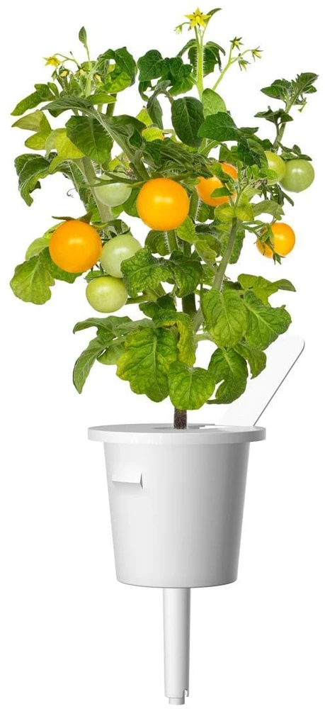 Click Grow „Click and Grow“ – „Smart Garden“ papildymas, 3 geltonų pomidorų pakuotė
