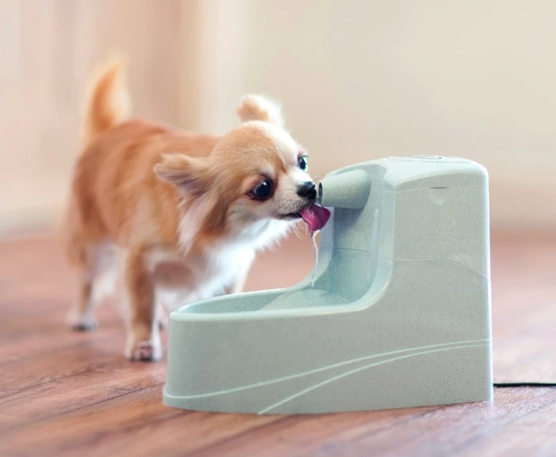 PetSafe Drinkwell Mini girdykla - fontanas 1.2L