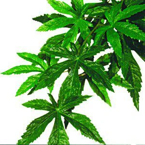 Exo Terra – Abutilon M – Exoterra